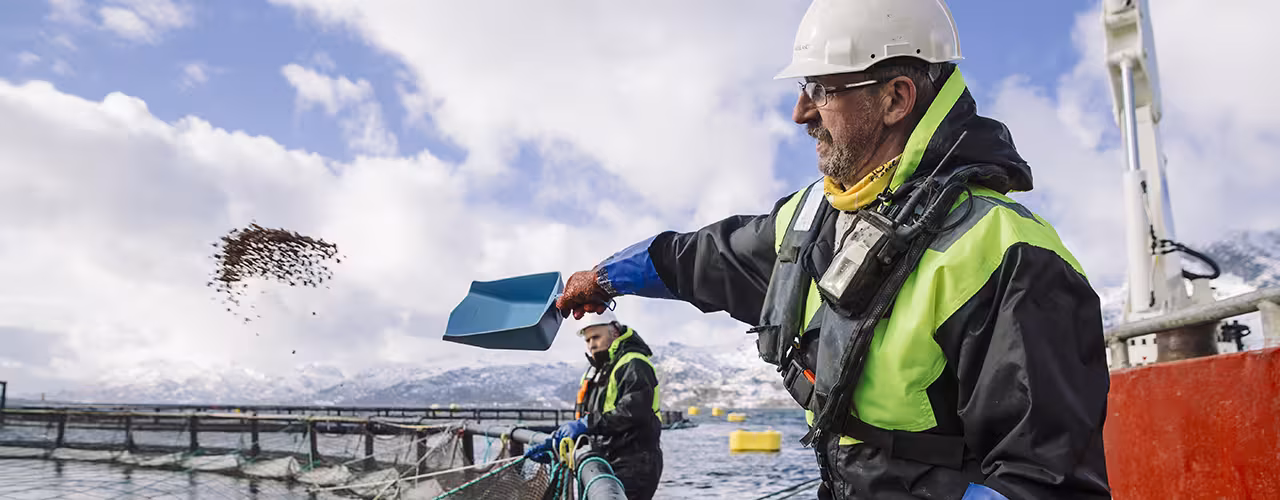 Forpellets kastes ut i merda av en røkter. Forpellets kastes ut i merda av en røkter.