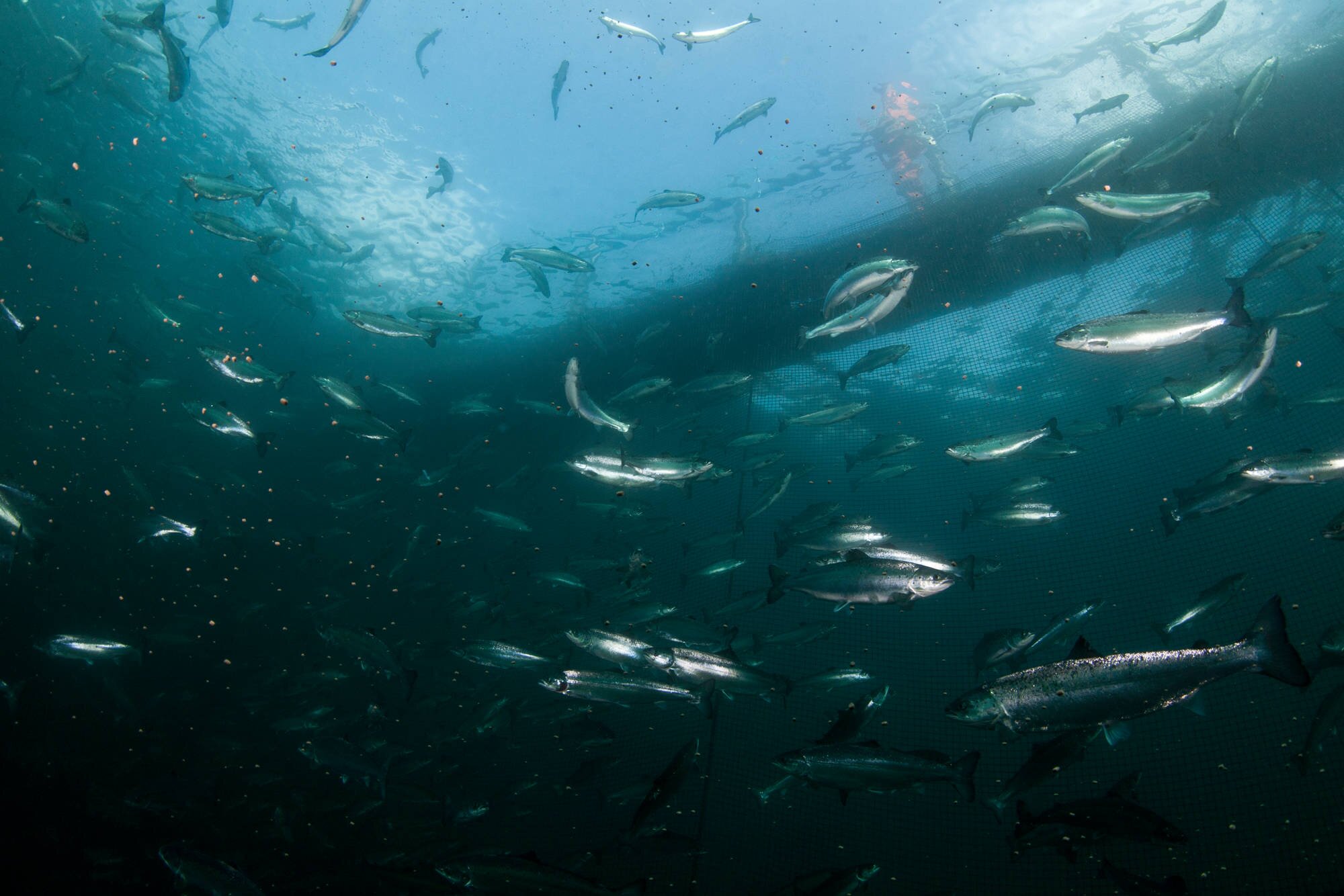 Laksen svømmer i oppdrettsmerda. Visste du at i en oppdrettsmerde er det 97,5 prosent vann og 2,5 prosent fisk?