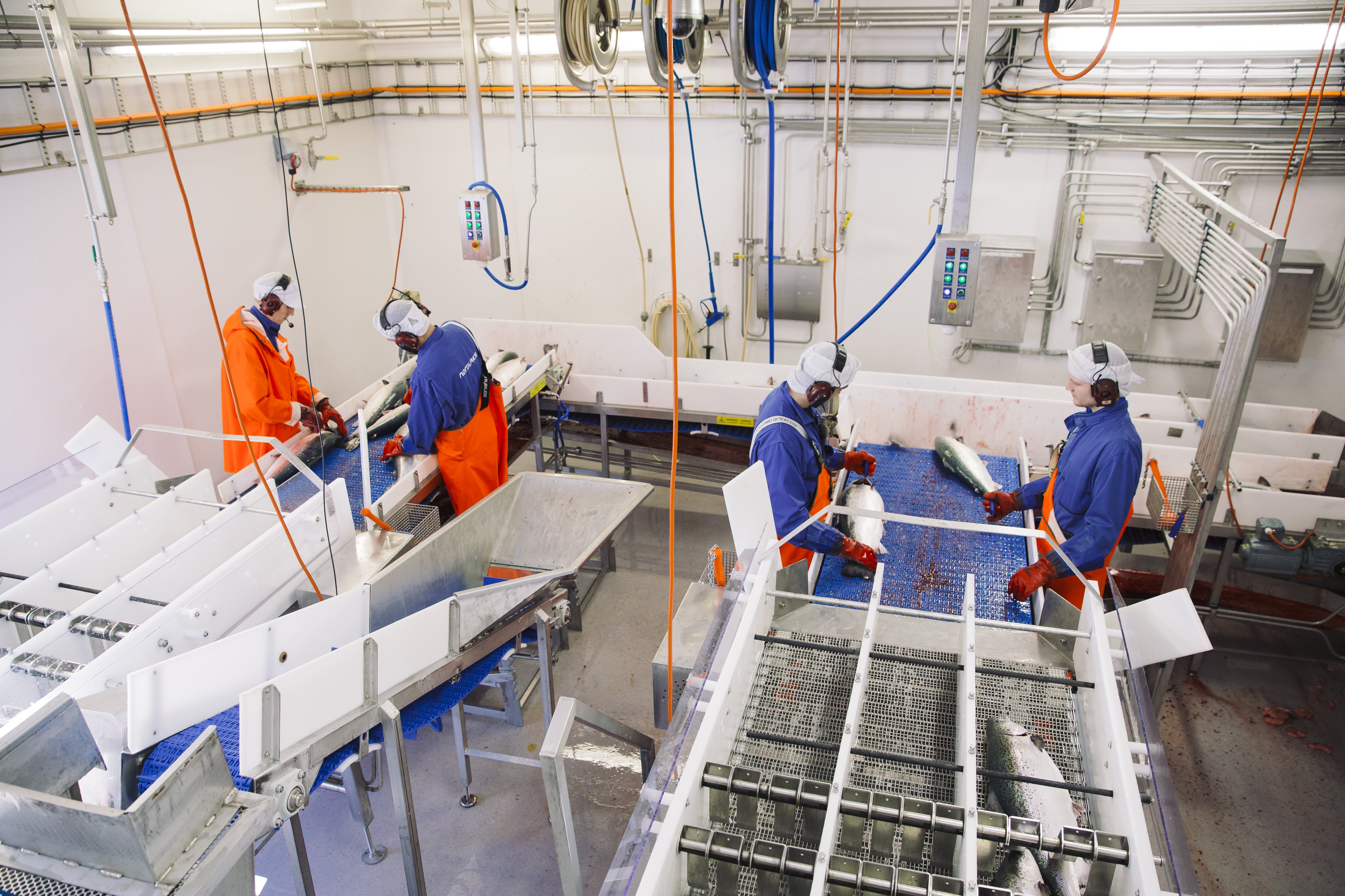 Arbeidere på produksjonsanlegget tilbereder laks for markedet. 