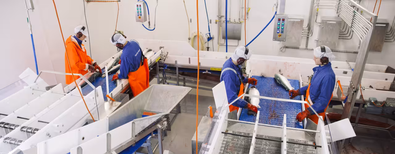 Arbeidere på produksjonsanlegget tilbereder laks for markedet.  Arbeidere på produksjonsanlegget tilbereder laks for markedet.