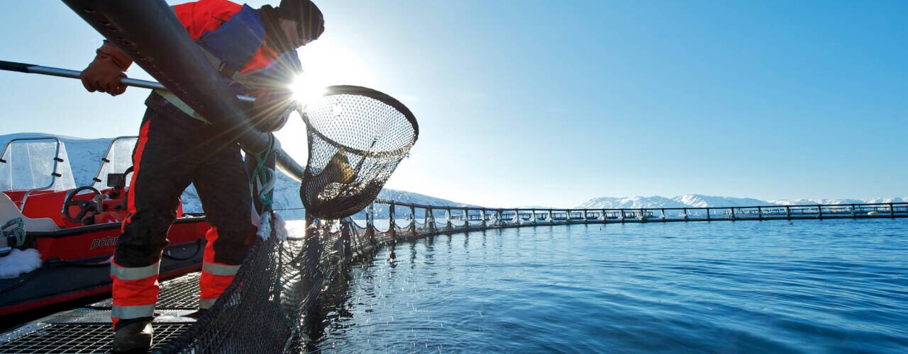 Fisk som hentes opp fra merden Fisk som hentes opp fra merden