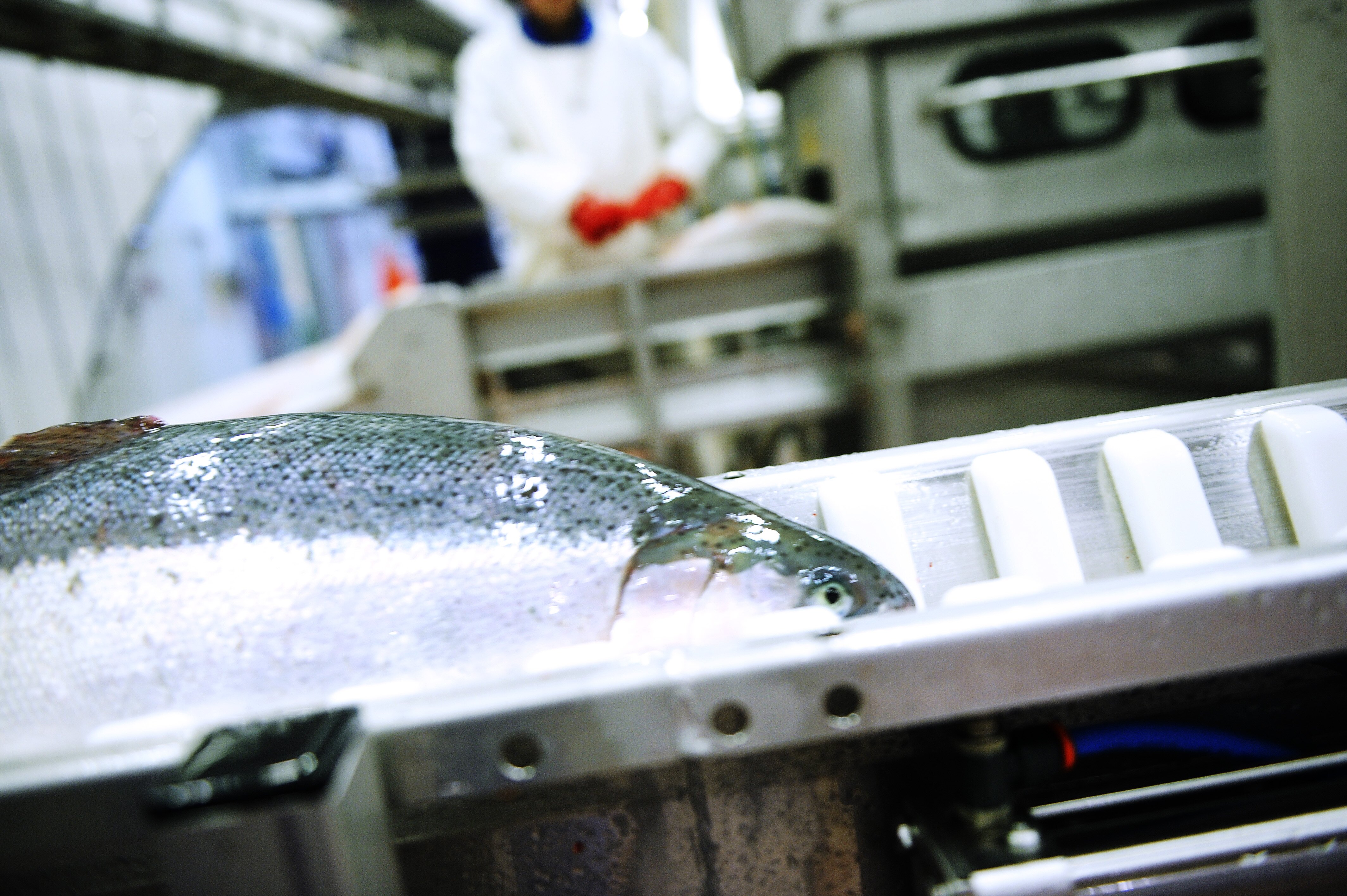 Laksen ligger på båndet etter slakting.